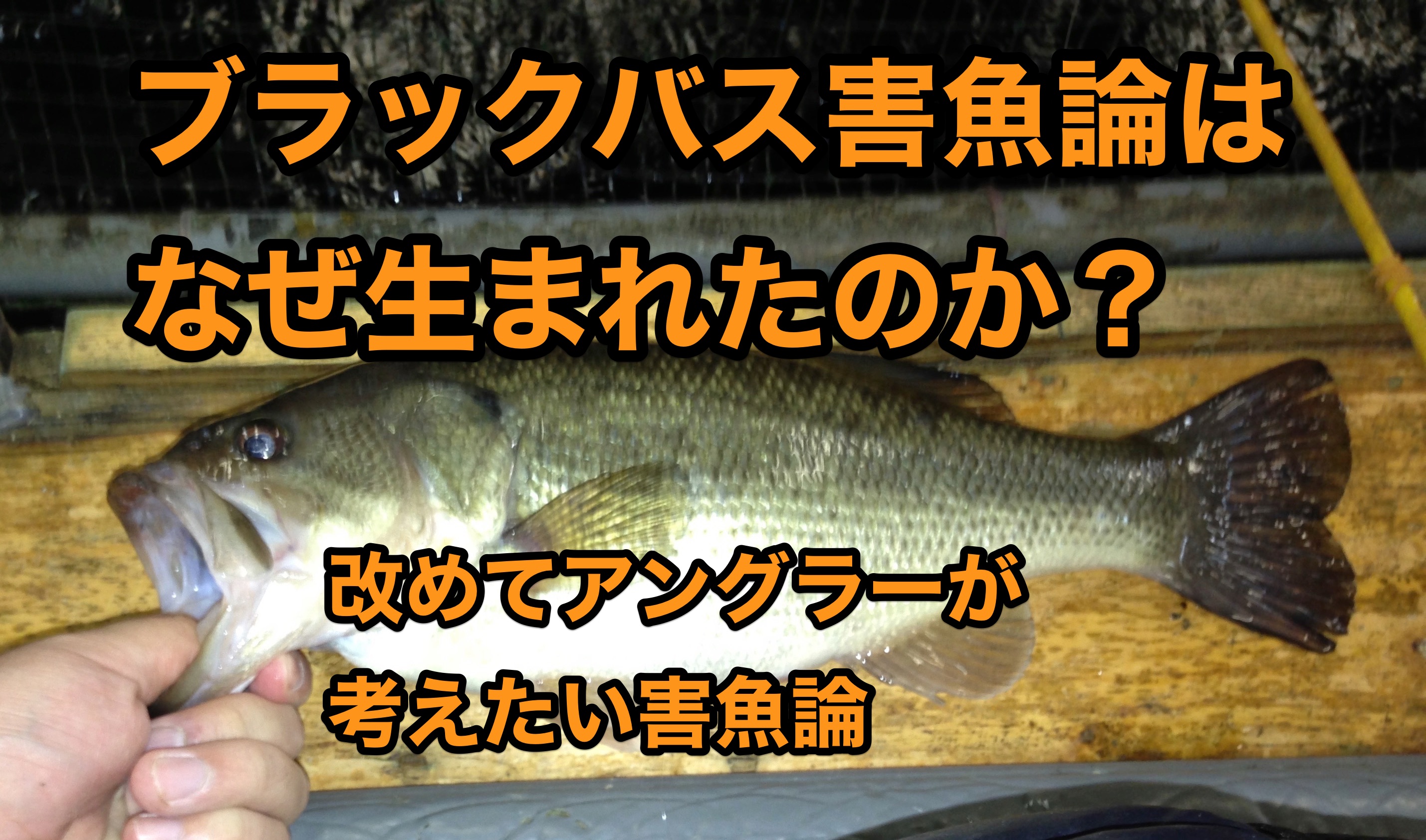 ベスト琵琶湖 釣り 魚 種類 魚のすべて
